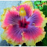 (2-Pack) Dinnerplate Hibiscus Sun Frizzle 10 seeds - Sowing instr. in item description