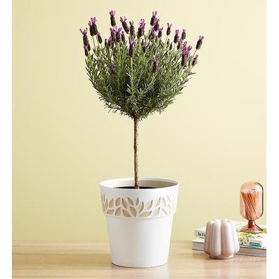 1-800-Flowers Seasonal Gift Delivery Lavender Topiary
