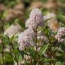 Céanothe 'Marie Simon' (Ceanothus Pallidus 'Marie Simon')