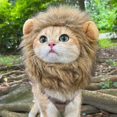Pet+Costumes
