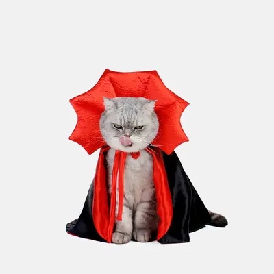 Pet+Costumes