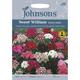 Johnsons Seeds - Pictorial Pack - Flower - Sweet William Single Mixed - 500 Seeds