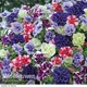Thompson & Morgan Petunia Tumbelina (Frills & Spills) Collection 20 Plug Plants - Summer Garden Colour, Ideal For Hanging Baskets