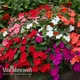 Thompson & Morgan Busy Lizzie (Impatiens) Beacon Mixed 36 Plug Plants - Summer Bedding - Ideal For Patio Containers