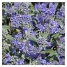 Caryopteris Heavenly blue/Godet