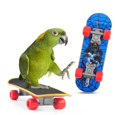 Bird+Supplies