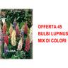 Bulbi primaverili offerta 45 bulbi lupinus mix di colori bulbs bulbes