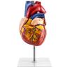 Modèle De Cœur Humain, Modèle De Cœur Anatomiquement Précis De Taille Réelle Avec 34 Structures Anatomiques