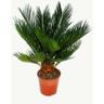 Exotenherz - Cycas revoluta - Japanischer Palmfarn mit Knolle - 12cm Topf
