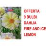 Offerta 9 bulbi dahlia mignon fire and ice lemon bulbs