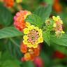 40pz Pianta Lantana Camara Colore: Rosso