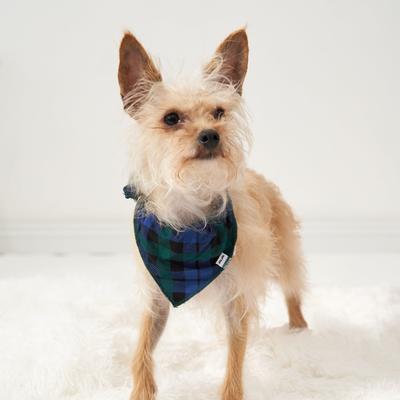 Emerald Plaid Pet Bandana - M/L