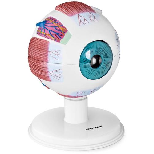 Augenmodell Modell Menschliches Auge Anatomie Lehrmodell 7 Tlg Modell Physa