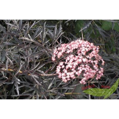 Rotblättrig geschlitzter Duft Holunder Sambucus Black Lace rosa Blüte 60-80 cm