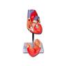 Modello cuore linea value - 2 parti - 1x