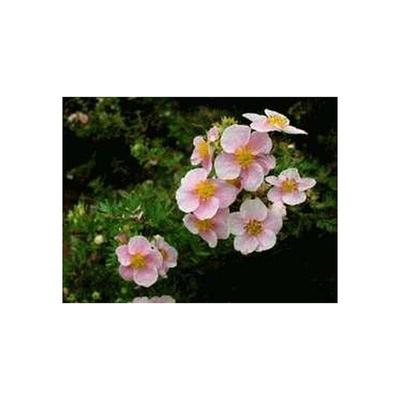 Potentilla in rosa, dauerblühender Fünf-Finger-Strauch Image