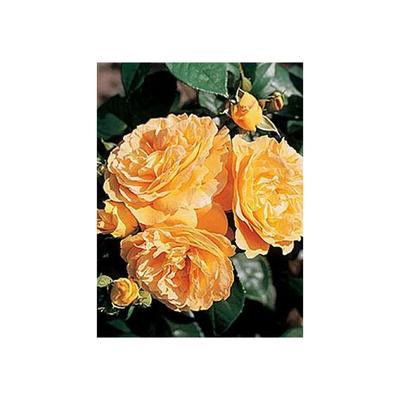 Bernstein Rose, aprikosenfarbener Hit im Topf Image