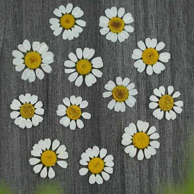 Flowers+Plants