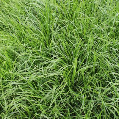 Rohrschwingel Festuca arundinacea 20 kg weichbl. Einzelgras Grassamen Saatgut Image