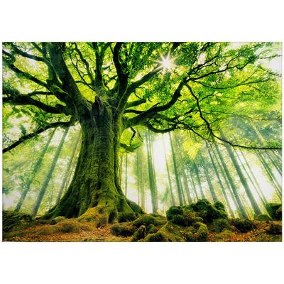 Leinwandbild Bäume Blätter 50 x 70 cm - Wandbild Wald Grün Braun - Keilrahmen Laubwald