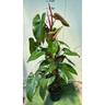 Vivaio Garden Forest - Piante philodendron emerald red, h110 vaso 20, foto reali