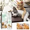 30ml Cat Detangler Spray for Matted Hair Pet Hair Regrowth Spray Cats Comforting Soothing Hair Conditioner Spray Pet Supplies
