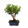 Kentis - Bonsai Ficus Microcarpa - Bonsai Ficus Retusa - h 25-30 cm Vaso ø 15 cm