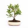 Kentis - Bonsai Malus 'Evereste' - Bonsai Giapponese - h 40-45 cm Vaso in Ceramica ø 26 cm