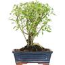 Bonsai di Serissa Foetida - Bonsai da Interno e Esterno - H 25-35 cm Vaso Ø 20 cm