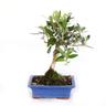 Kentis - Bonsai Olea Europaea - Bonsai Ulivo - h 30-35 cm Vaso ø 18 cm