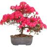 Kentis - Bonsai di Azalea Satsuky - Rhododendron Indicum - h 25-30 cm Vaso ø 15 cm