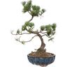 Bonsai di Pino - Pinus Parviflora Pentaphylla - h 35-45 cm Vaso ø 17 cm