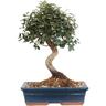 Kentis - Bonsai di Sughera Quercus Suber - Bonsai Quercia da Sughero - h 40-50 cm Vaso ø 30 cm