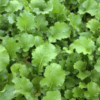 Markenlos - Winterrübsen 25 kg Brassica rapa l. silvestris Gründünger Futterbau Saat perko Image