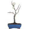 Kentis - Bonsai di Pero - Pyrus Domestica - Piante Vere da Frutto - h 43-50 cm Vaso ø 21 cm