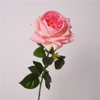 5Pcs Feel Moist Austin Latex Rose Real Touch Artificial Flowers Luxury Home Decoration Party Event