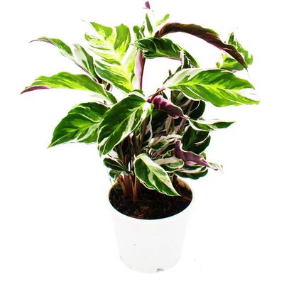 Schattenpflanze mit ausgefallenem Blattmuster - Calathea Fusion White - 14cm Topf - ca. 40cm hoch