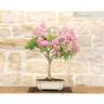 Pollice Verde - Bonsai di Lagerstroemia a fiore rosa(41)