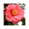 1 pianta di camelia japonica wheeler vaso 17CM