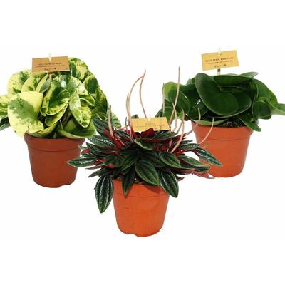 Peperomia 3er Set