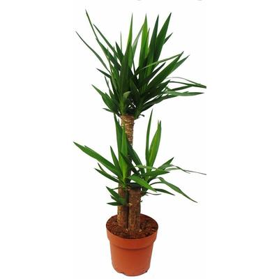 Yucca Palme - Palmlilie - 2 runde Stämme - ca. 80cm hoch