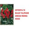 Bulbi autunnali di offerta 70 bulbi tulipano greigii riding hood bulbi bulbs bulbes