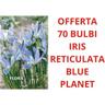 Peragashop - offerta 70 bulbi iris reticulata blue planet bulbs