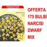 Offerta 175 bulbi narcisi dwarf mixed bulbs bulbes