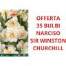 Offerta 35 bulbi di narciso multi-flowered sir winston churchill bulbs bulbes