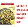 Peragashop - offerta 375 bulbi narcisi dwarf mixed bulbs bulbes