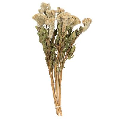 Vickerman 688861 - 18-24