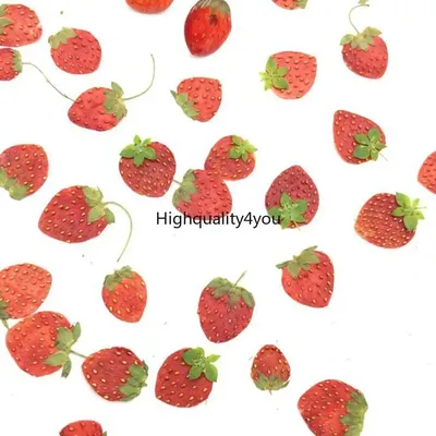 10pcs Dried Pressed Mini Fruit Strawberry Peel Slices Plant Herbarium For Jewelry Photo Frame Phone Case Bookmark Postcard DIY