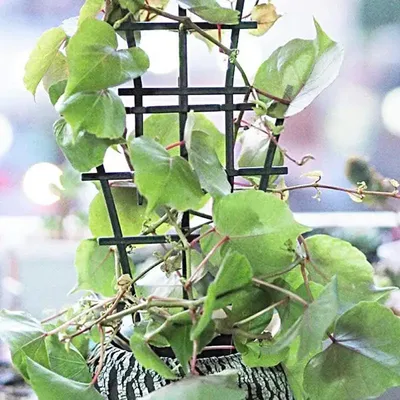 8PCS Small Garden Growing Plant Climbing Trellis Vegetables Flowers Support Plant Pot Frame Garden