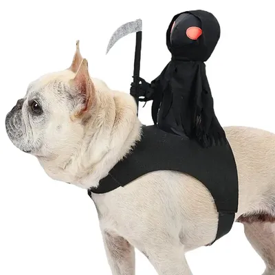 Pet+Costumes